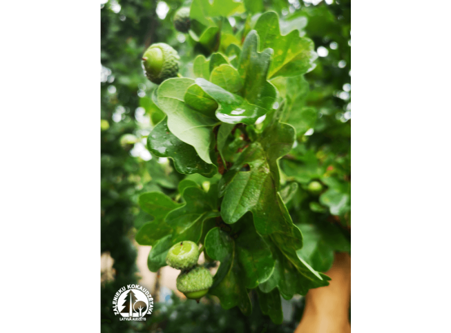 Quercus robur   'Fastigiata Koster'